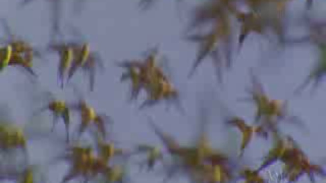 Австралия: страна попугаев смотреть онлайн