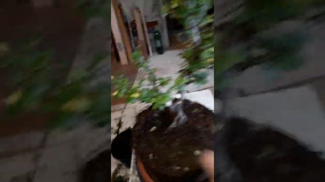 Кизильник из питомника N4. смотреть онлайн