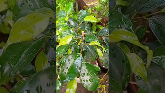 black ficus bonsai #shortvideo 🌳 смотреть онлайн