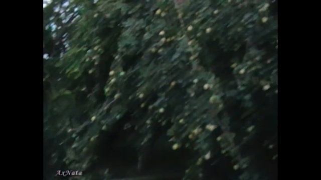 Айва. Мингечаур, прогулка по саду и рецепт Варенья из дыни! смотреть онлайн