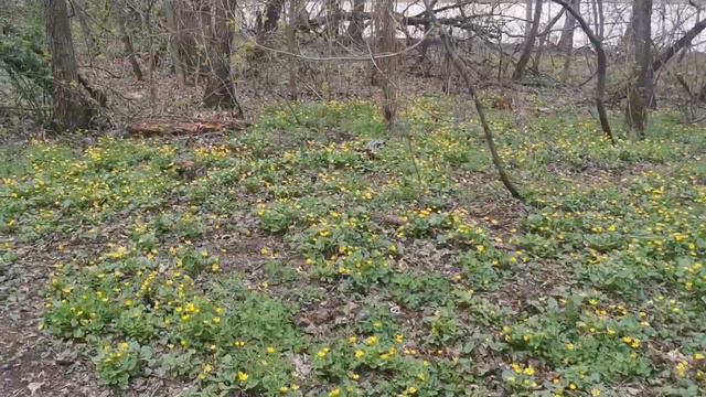 Силикатные озера, Липецк. Липецкая область. Новолипецк.