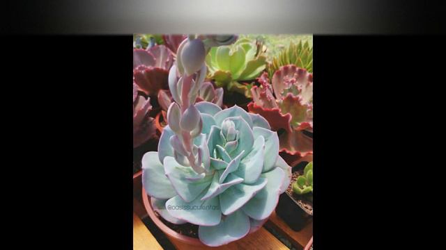 TOP 12 ECHEVERIA LAUI Y SUS HÍBRIDOS смотреть онлайн