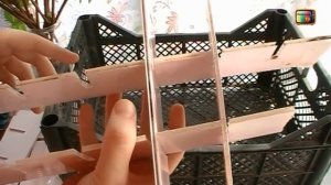 ХИТРЫЙ СПОСОБ ПОСАДКА ЧЕРЕНКОВ ВИНОГРАДА