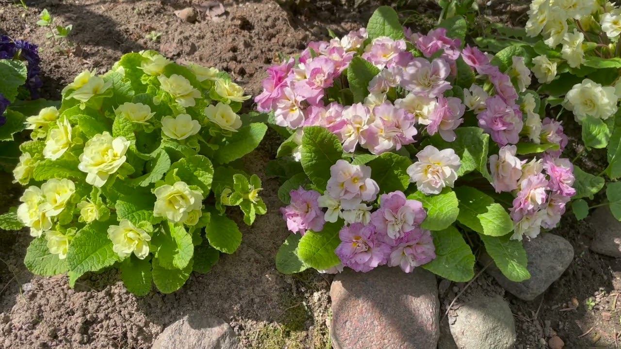 Май в Саду 18 мая 2023 часть 1