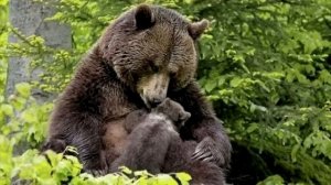 Плачущая мать медведица привела человека к своему умирающему детенышу!😭