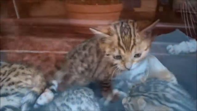 бенгальский котенок,девочка-2,помет к смотреть онлайн