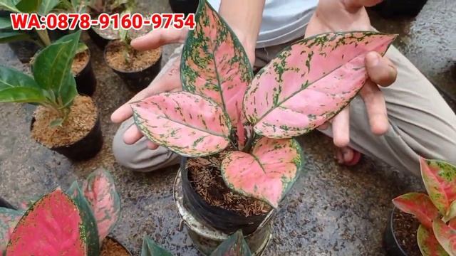 HARGA TERUS TURUN | OBRAL AGLONEMA MURAH || COCOK BUAT PEMULA