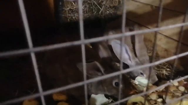 КРОЛИКИ, КОРМЛЕНИЕ, УХОД, смотреть онлайн