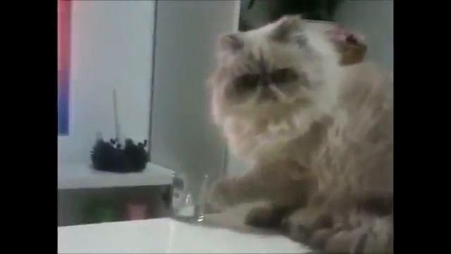 кот разбивает рюмку смотреть онлайн