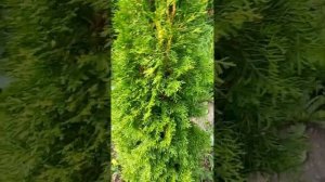 Почему на молодых туях образуются шишки.