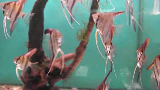 Скалярии (Pterophyllum scalare) смотреть онлайн