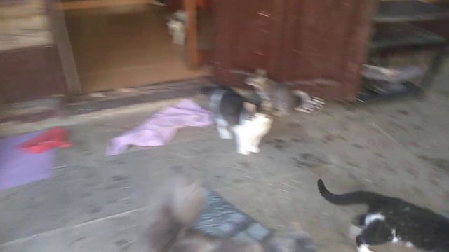 ✅Наши котики в Сочи. А ты знаешь Сколько у нас котиков?) смотреть онлайн