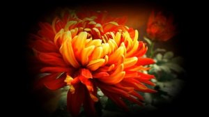 романс Отцвели уж давно хризантемы в саду... исп. В.Пономарева