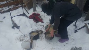 Глистогоним поросят. Альбен