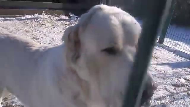 Бугай Алабай. Зима пришла. Побоище вечных соперников. Посылка. На улице стали узнавать. смотреть онлайн