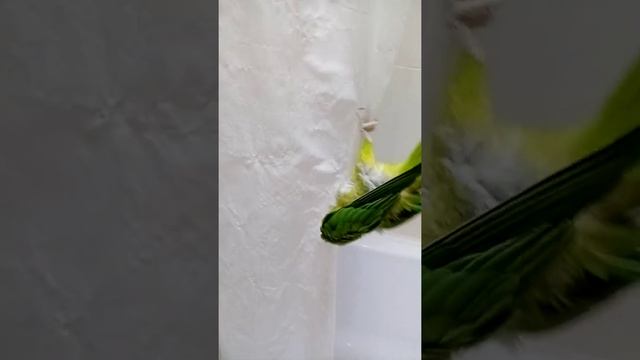 купание ожерелового попугая смотреть онлайн