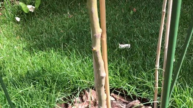 Немецкие розы (Kordes, Tantau, Noack) розы в саду. Болезни роз. Брошенные розы. смотреть онлайн