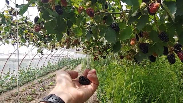 14.07.2021 Ежевика на арке смотреть онлайн