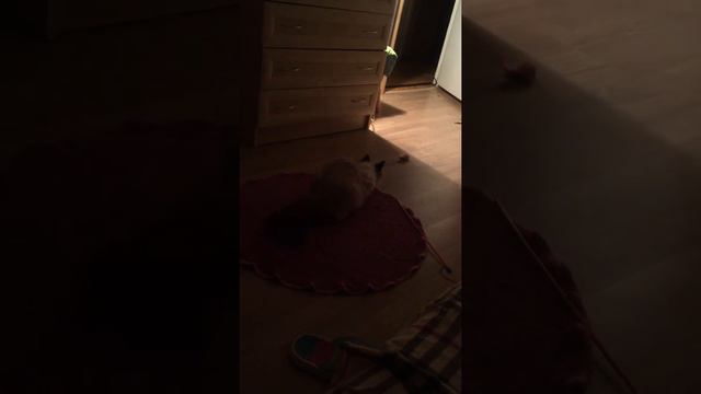 Кот ложится спать смотреть онлайн