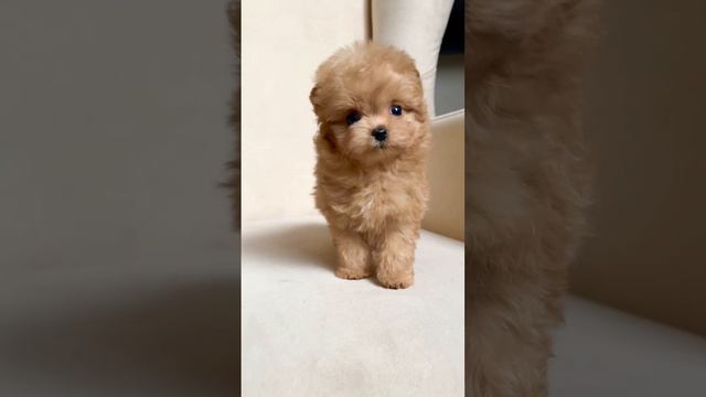 Мальтипу Тедди пом💙inst:MULTIPOMLUFE #мальтипу #щенки #теддимальтипу #чудо #тедди #шпиц #померанцы смотреть онлайн