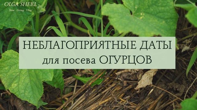 ОГУРЦЫ: Лунный Посевной Календарь на ИЮНЬ 2023 год! Когда сажать семена огурцов в открытый грунт? смотреть онлайн