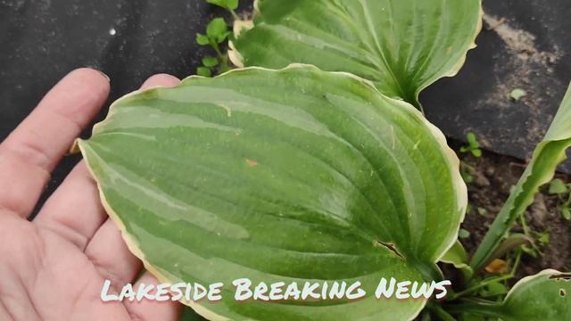 Хоста сорт Lakeside Breaking News.... посадка прошлого года смотреть онлайн