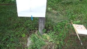 Обрезка и формировка черешни за один сезон на 6 - 7 лет.