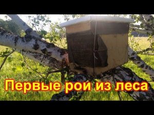 Первые рои из леса. ЛОВЛЯ РОЕВ 2019