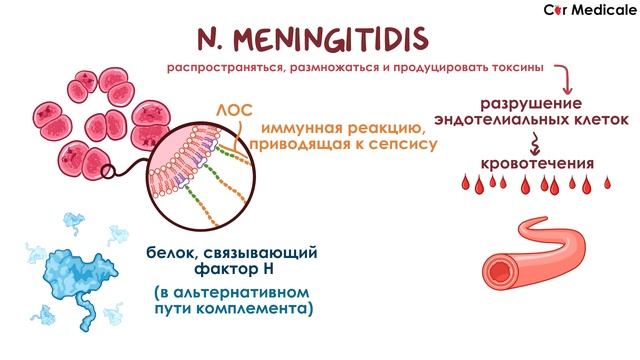 Менингококк (Neisseria meningitidis) - микробиология, диагностика, лечение смотреть онлайн