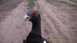 Храбрый глухарь 2 (Brave capercaillie 2)