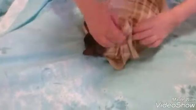 ?Укладываем спать котёнка, наша фотосессия!) ? смотреть онлайн