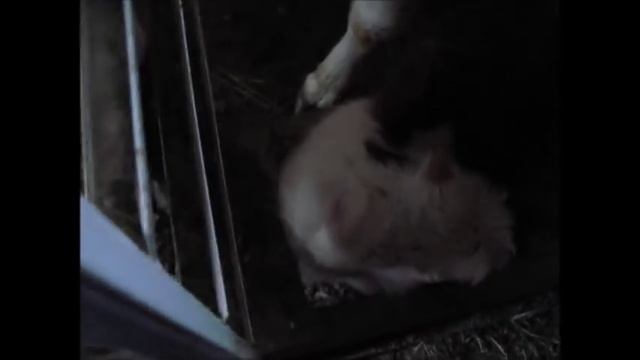 Рацион кормления бычков в 10 месяцев смотреть онлайн