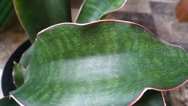 Sansevieria Subspicata 'rosea Grandis'
