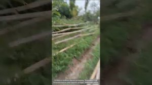 Бамбук и его применение на садовом участке.