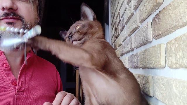 #БУРМЕСЬЕБРОШКИН / 1 / Бурманский кот / Соболиный / Burmese смотреть онлайн