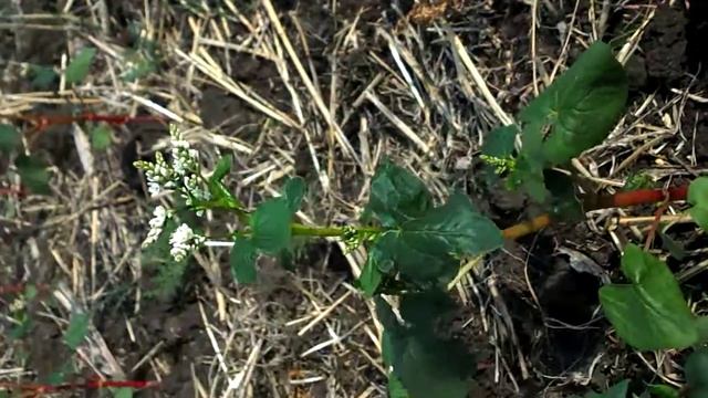 Цветение гречки в сентябре ? смотреть онлайн