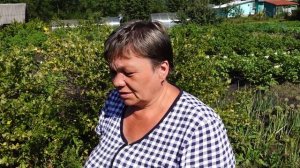 Крыжовник Сорт Грушенька и другие.