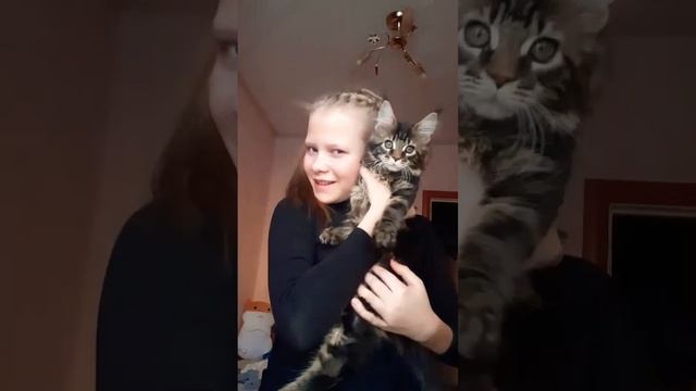 ,#танец с котёнком ?? смотреть онлайн