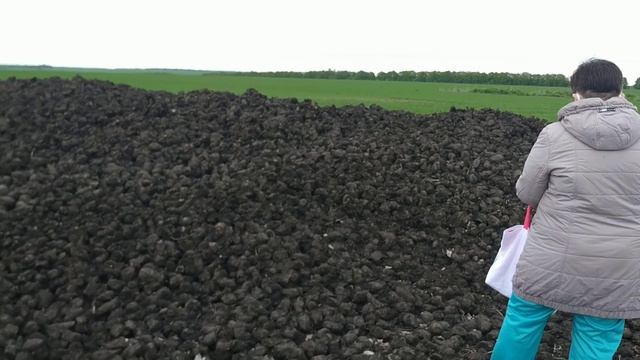 Полчища мошек атаковали несколько сел Тульской области смотреть онлайн