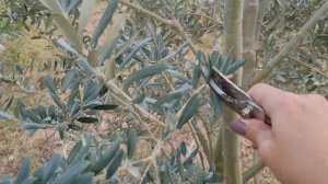 Обрезка оливкового дерева. Сразу после сборки урожая.