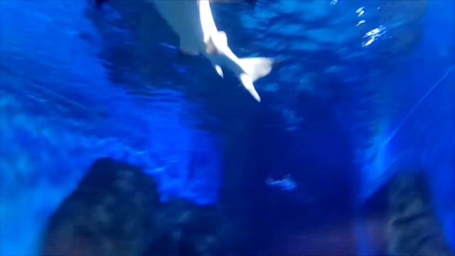 Океанариум трц рио смотреть онлайн