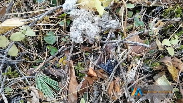 Как разжечь костёр без спичек?