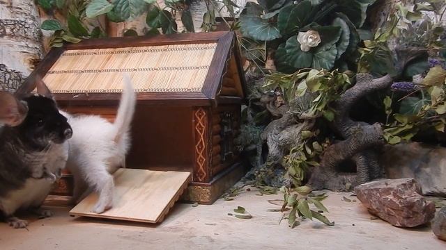 Как котенок знакомился с шиншиллами. смотреть онлайн