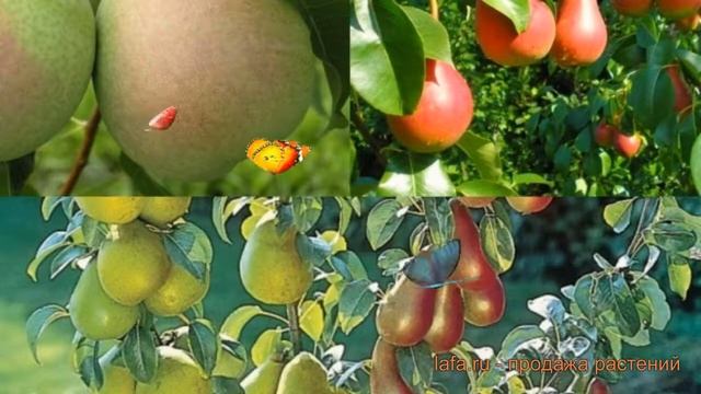 Груша обыкновенная Память Жегалова - Видная ? обзор: как сажать, саженцы груши смотреть онлайн