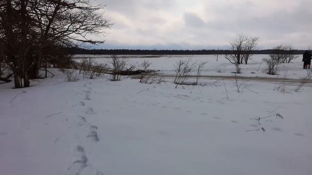 Зимний спиннинг на Сахалине. Сахалинский ананас, выдры и таймешата