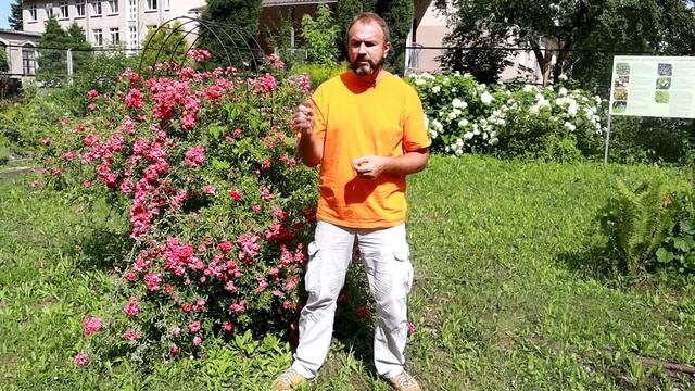 ЕЩЁ НЕ ПОЗДНО! 20 овощей для посева в июле на большой урожай. смотреть онлайн