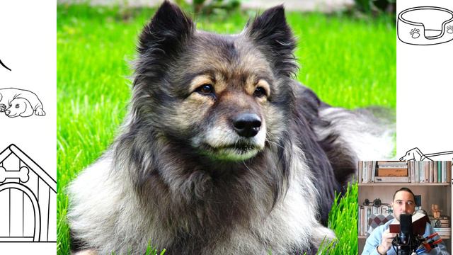 Keeshond смотреть онлайн
