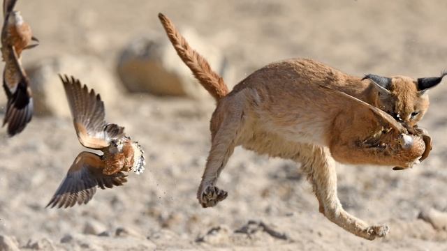 All 40 Species of Wild Cat (Organised by Lineage) смотреть онлайн