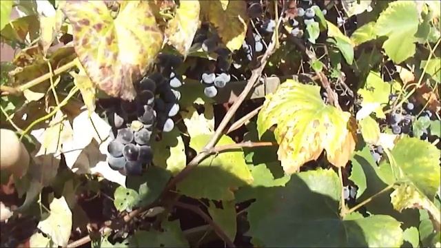 Как я худею 2015. Завтрак и обзор моих цветов и фруктов. смотреть онлайн