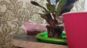 Кротон. Особенности ухода после покупки